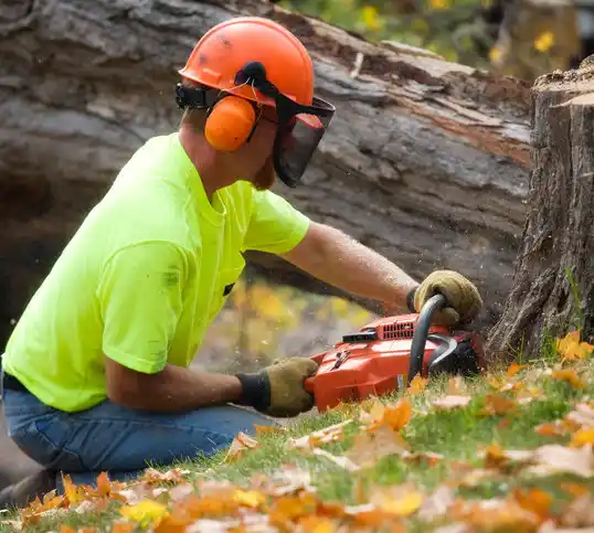 tree services Scobey